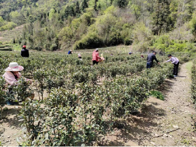 湖北房县：小茶叶变致富“金叶子”