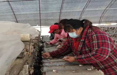 沙河乡邢家湾村：食用菌变身“致富君”助力乡村振兴