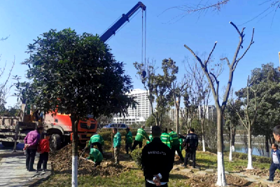 县住建局:  厚植绿意焕新颜让文明驻足  