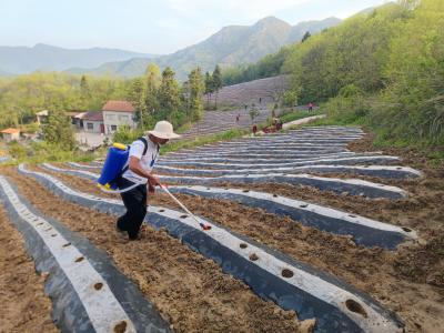 沙河乡：烟叶移栽工作全面结束