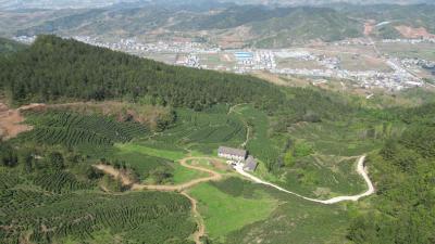 房县白鹤镇：青山环抱茶园美  春茶采收加工忙