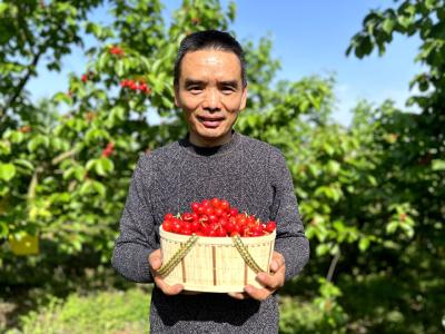 湖北房县：万亩樱桃成熟季 “以节促旅”引客来