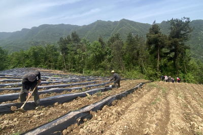 沙河乡鹰嘴石村：抢墒保湿覆膜备移栽
