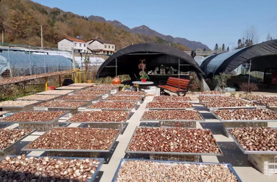沙河乡：持续发力发展香菇产业