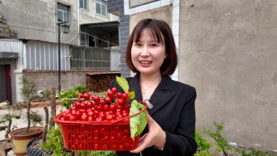 房县樱桃红了！