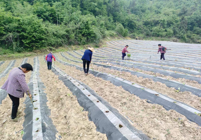 沙河乡朱家坪村：春耕好时节 烤烟移栽忙