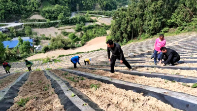 上龛乡二荒村：抢抓农时 移栽烟苗