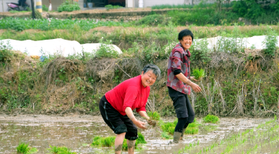 房县：农户插秧忙 田间换“绿装”