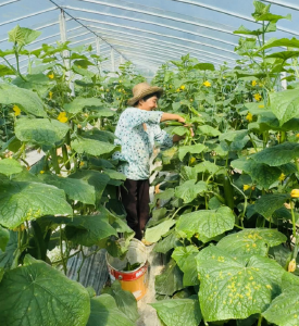 大棚瓜果香 丰收产销旺