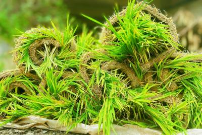 化龙堰镇：以群众为中心 擘画便民服务“共同缔造”同心圆 