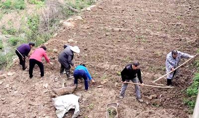 沙河乡邢家湾村：十里种虎杖百里闻药香