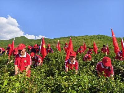 大木厂镇大木小学：劳动实践活动走进茶园