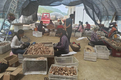 沙河乡：夏菇喜丰收 菇农采摘忙