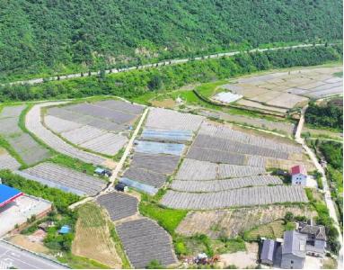 土城镇:发展特色产业   助力乡村振兴