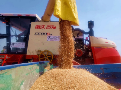 小麦覆陇黄，机收助归仓