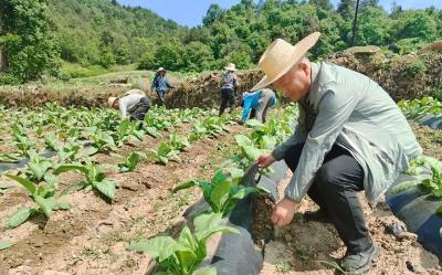 青峰镇：农忙时节共缔造 真情帮扶暖民心