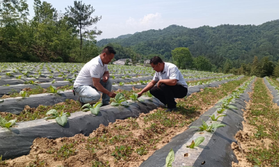 深山里的青年追光者——窑淮镇里乐城村党支部书记陆坤带领群众产业发展纪实
