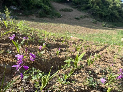 门古寺镇：驻村帮扶显真情 产业发展助振兴