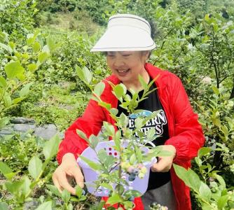 房县五台乡：蓝莓丰产满枝头 采摘游乐正当时