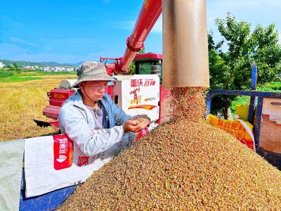 房县：高效农机助力 小麦机收跑出“加速度”