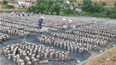 木耳丰收采摘忙 乡村振兴产业旺