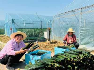 小黄瓜的超市进军路——白鹤镇赤岩村设施蔬菜“借船出海”进入千万家