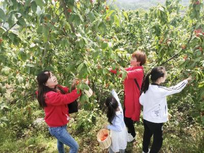 房县樱桃“破局出圈”背后，究竟有什么玄机？