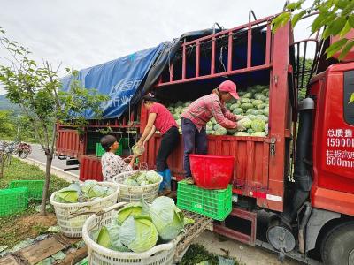  军店镇：包菜喜丰收，田间采摘忙 