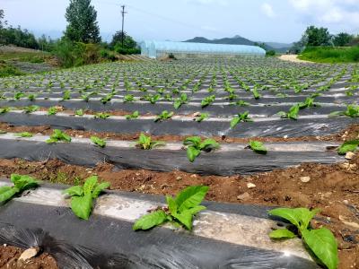 青峰镇：烟叶长势喜人 烟农喜盼丰收