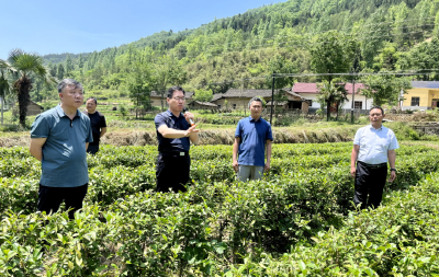 房县茶叶产业链建设暨大茶加工现场推进会召开