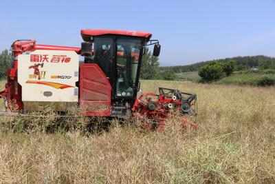 房县油菜喜获丰收