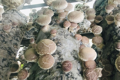房县沙河乡：发展香菇产业 助力乡村振兴