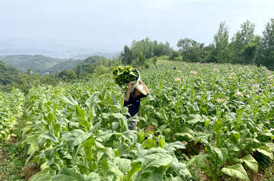 回龙乡：红旗村第一炉烟叶开烤