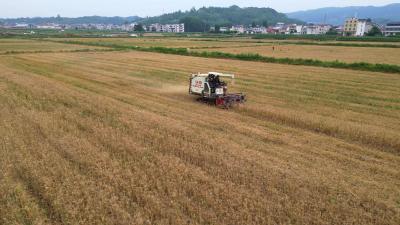 房县：抓晴好 忙抢收 确保颗粒归仓