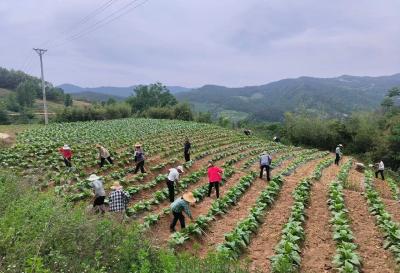 青峰镇：烟叶长势旺 烟田管护忙
