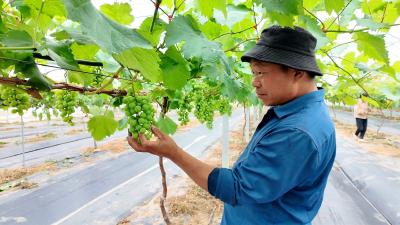 房县陈家铺村：100亩葡萄即将上市