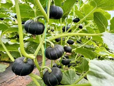 大木厂镇：百亩贝贝南瓜丰收在望