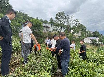 姚坪乡盛夏茶园管护忙