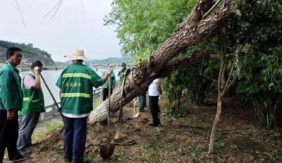 县住建局：扶树加固忙