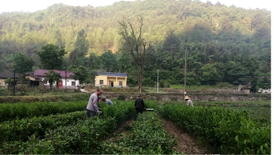 房县土城镇：茶园管护忙，农民增收有希望