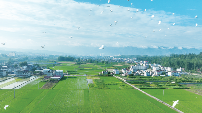房县：白鹭翩跹 田园如画