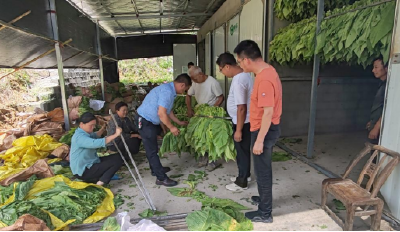 窑淮镇里乐城村：种下绿色希望 收获金色幸福