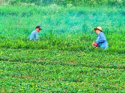 夏季茶园管护忙