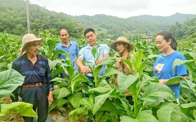 房县青峰烟站：技术保障全要素 服务烟农零距离
