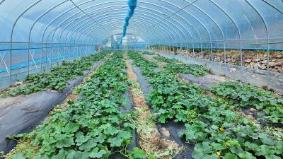 房县陈家铺村：甜瓜长势喜人 即将“甜蜜”上市