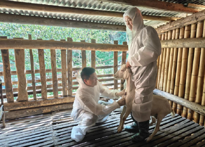 上龛乡畜牧中心：开展动物免疫抗体检测预防养殖业疫病风险