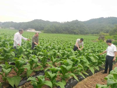 青峰镇：万亩烤烟管护忙 夏日田野好“丰”光