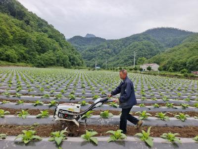 野人谷镇：田间管理打好基础  烟叶产业提质增效