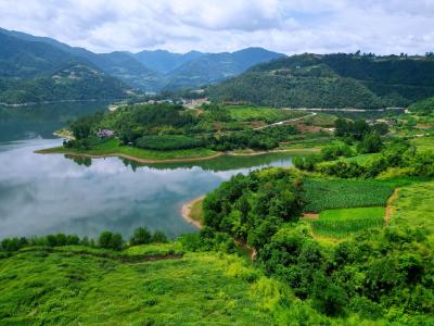 尹吉甫镇：端午将至采艾忙  6000余亩鲜艾供应市场