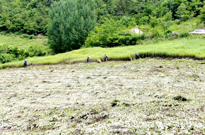 尹吉甫镇：千亩艾草喜获丰收